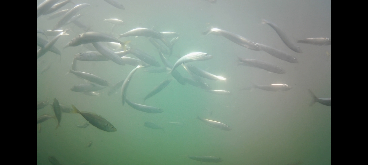 f:id:flyfisher417:20211010144210j:plain