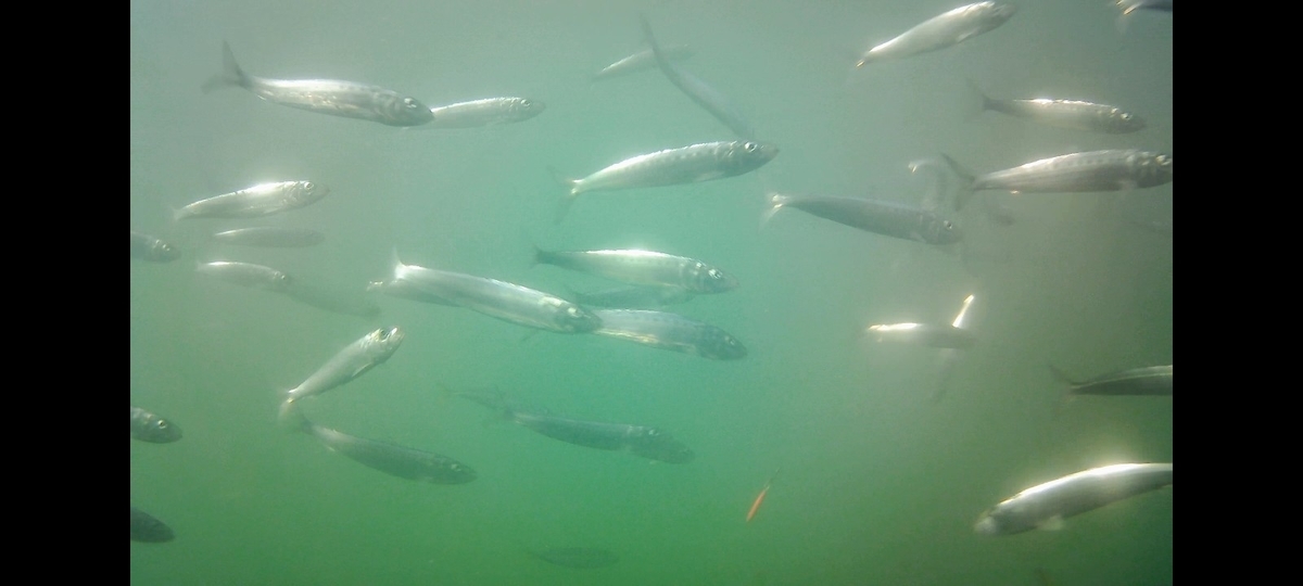 f:id:flyfisher417:20211010144239j:plain