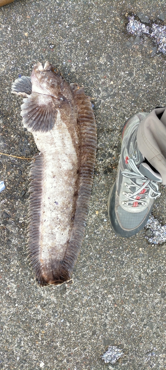 f:id:flyfisher417:20211103185057j:plain