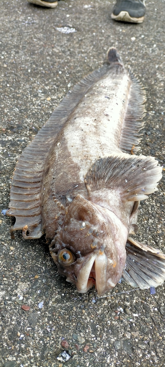 f:id:flyfisher417:20211103185708j:plain