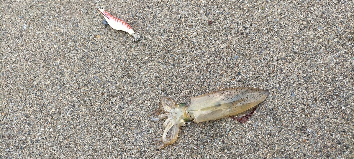 f:id:flyfisher417:20211114165943j:plain