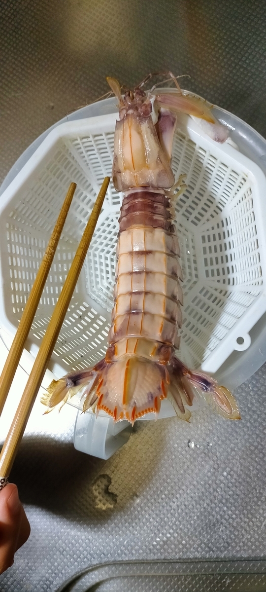 f:id:flyfisher417:20211126181046j:plain