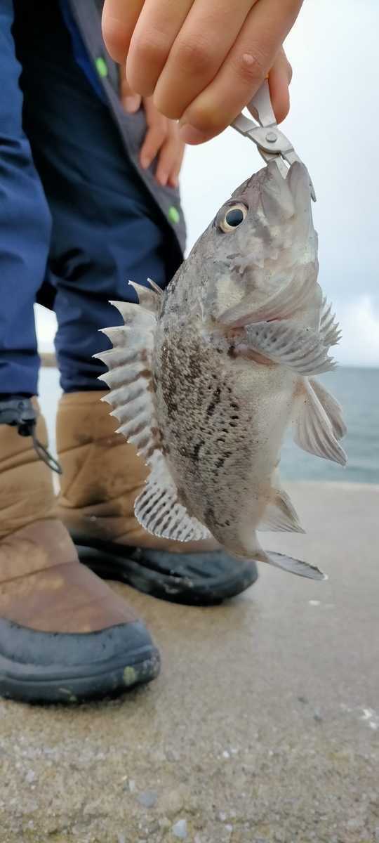 f:id:flyfisher417:20211201092144j:plain