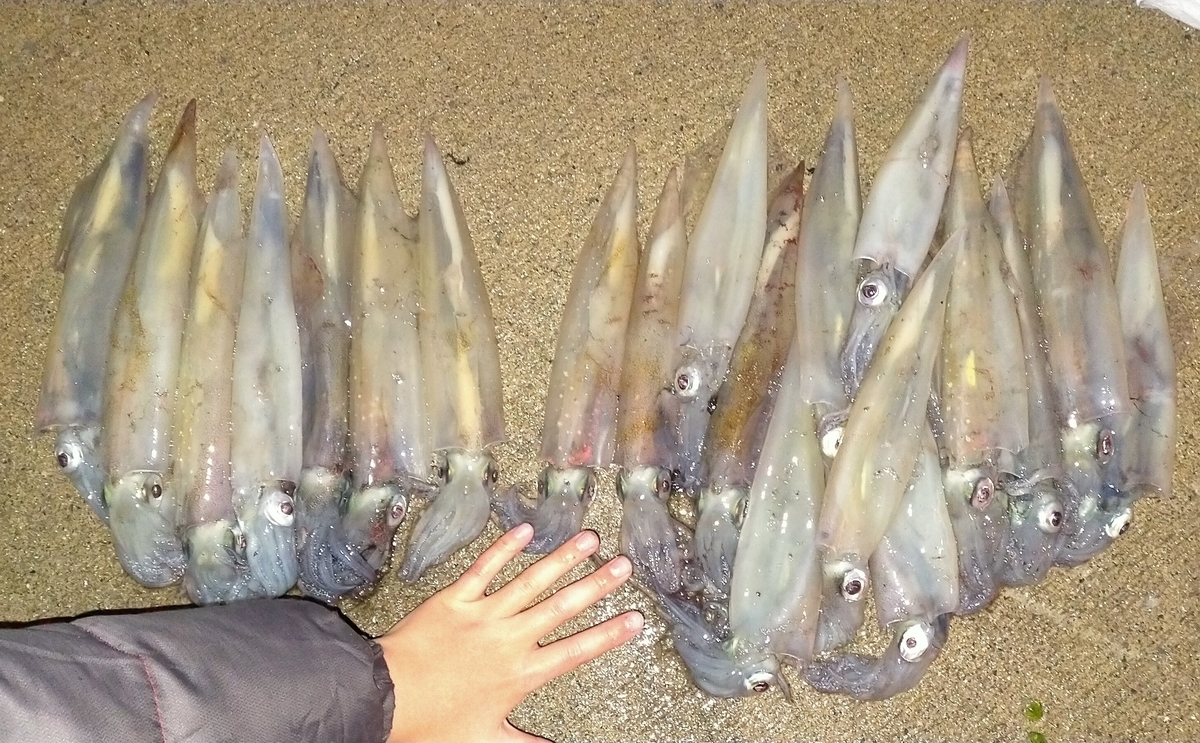 f:id:flyfisher417:20211204202733j:plain