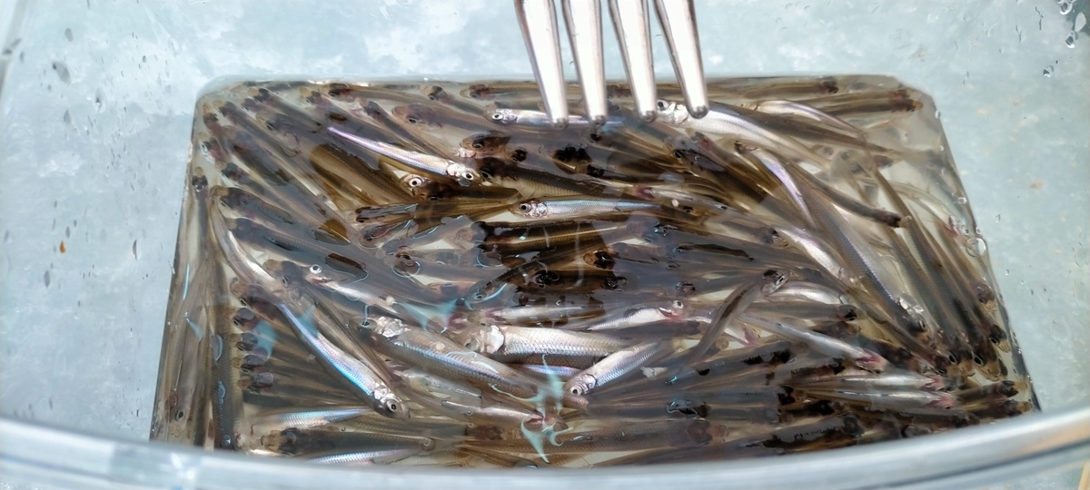 f:id:flyfisher417:20220130073800j:plain