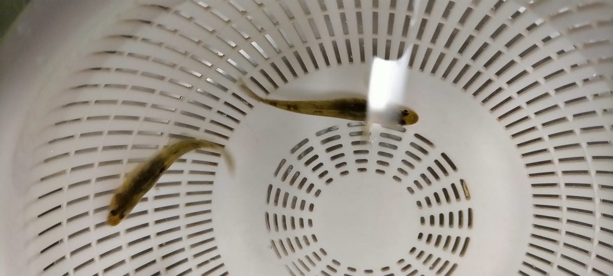 f:id:flyfisher417:20220130074918j:plain