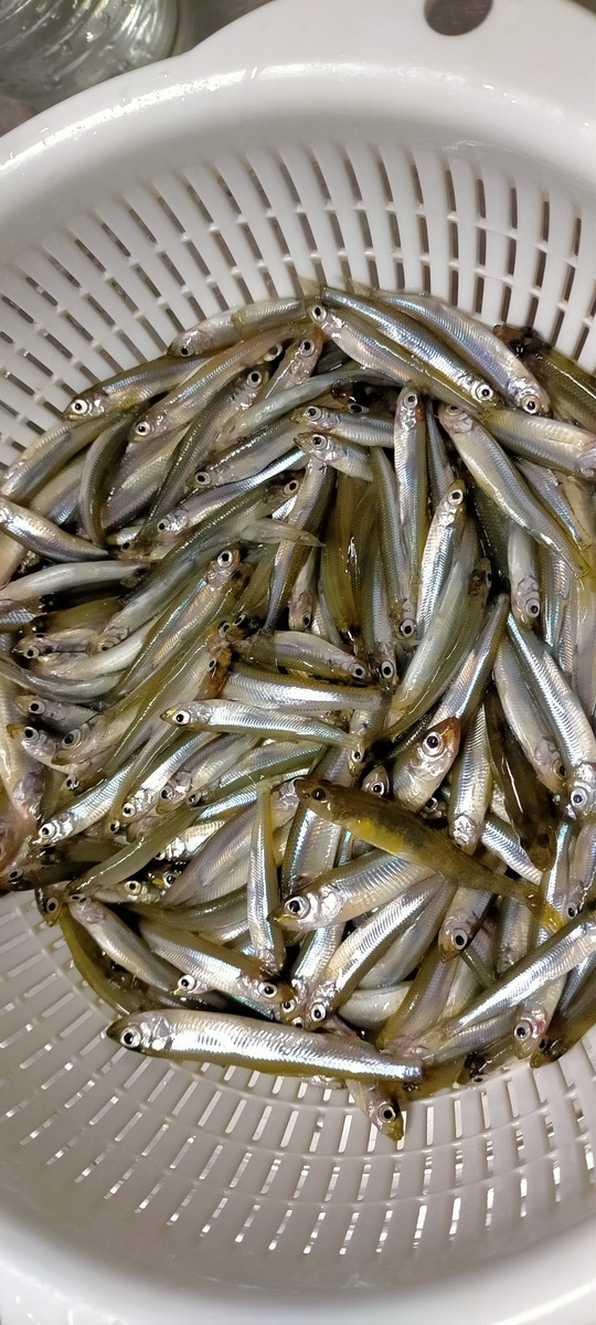 f:id:flyfisher417:20220130075025j:plain