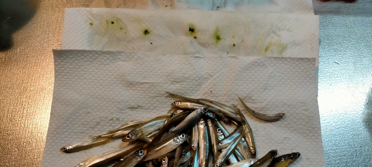 f:id:flyfisher417:20220130075110j:plain