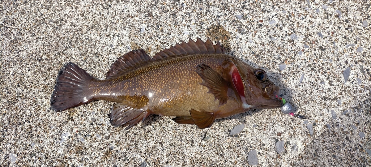 f:id:flyfisher417:20220315123655j:plain