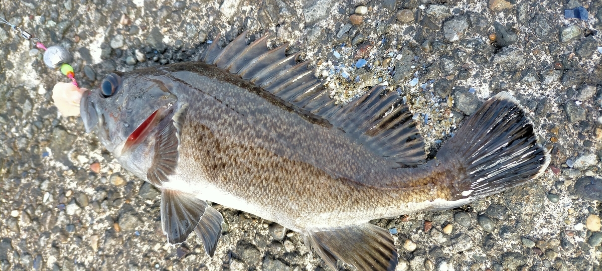 f:id:flyfisher417:20220315123751j:plain