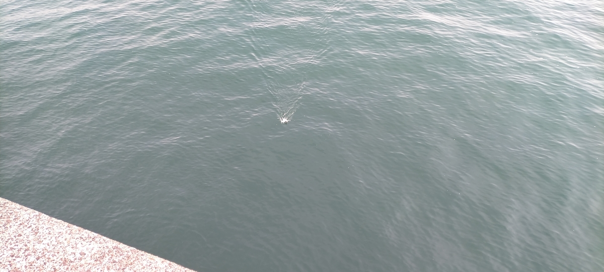 f:id:flyfisher417:20220411125410j:plain