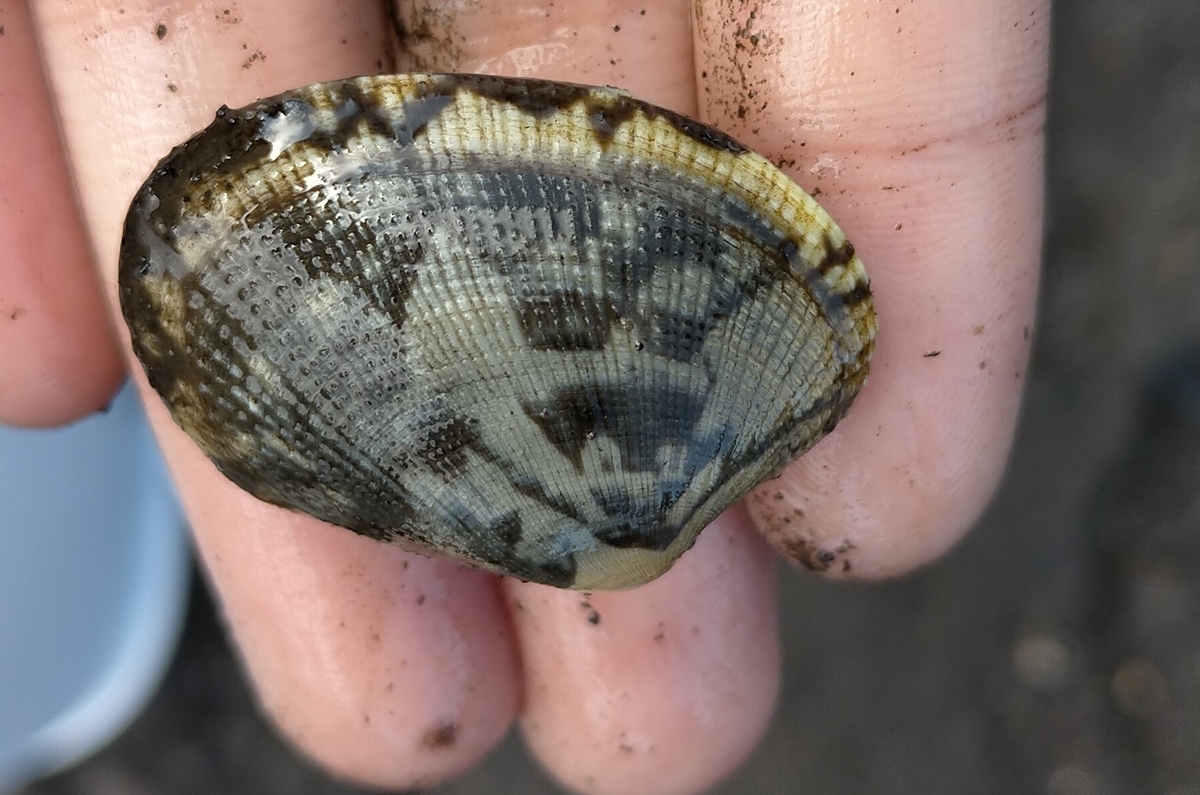 潮干狩りをやってみよう チミとぺ日記 潮干狩りをやってみよう チミとぺ日記