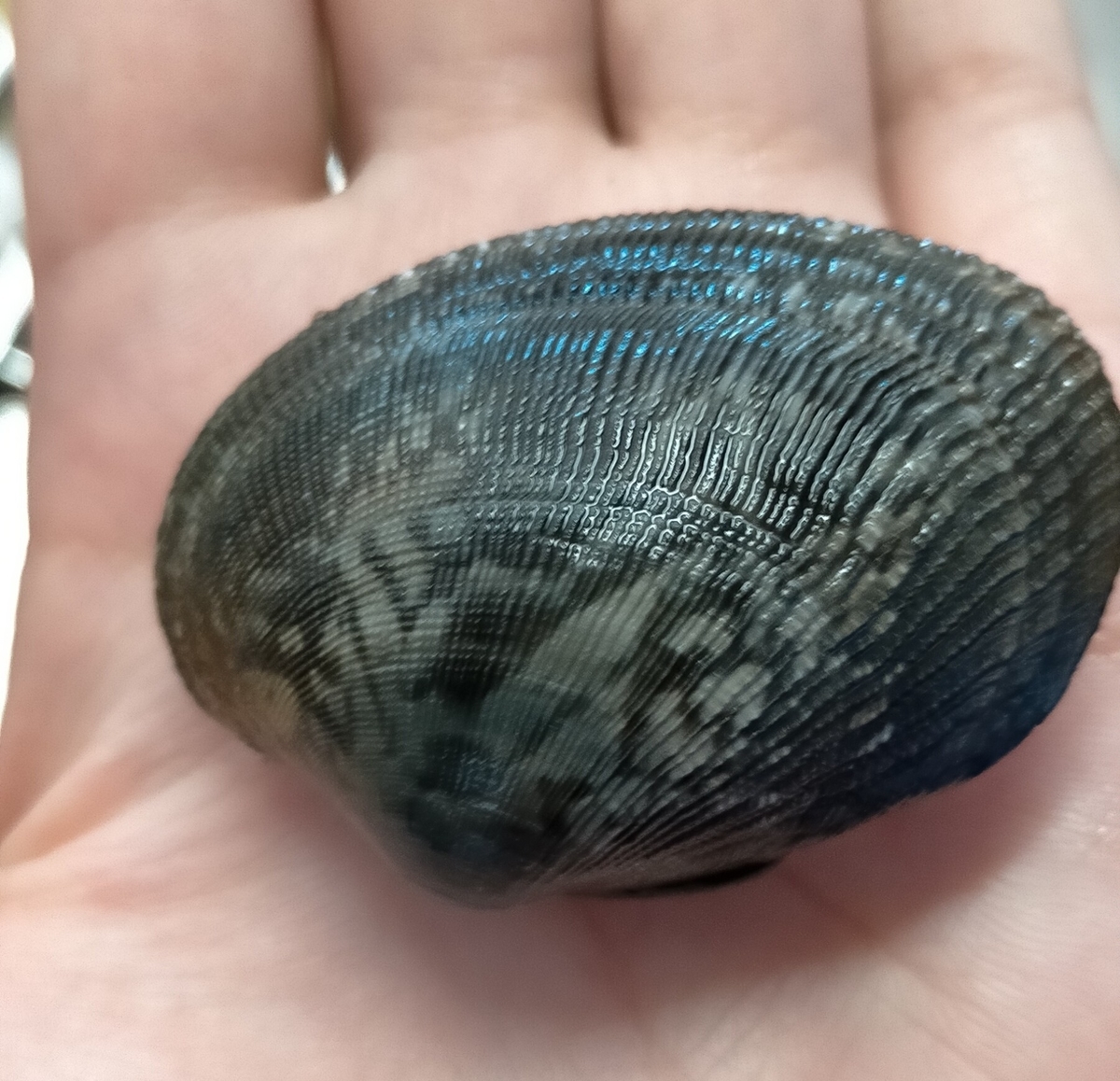 潮干狩りをやってみよう チミとぺ日記 潮干狩りをやってみよう チミとぺ日記