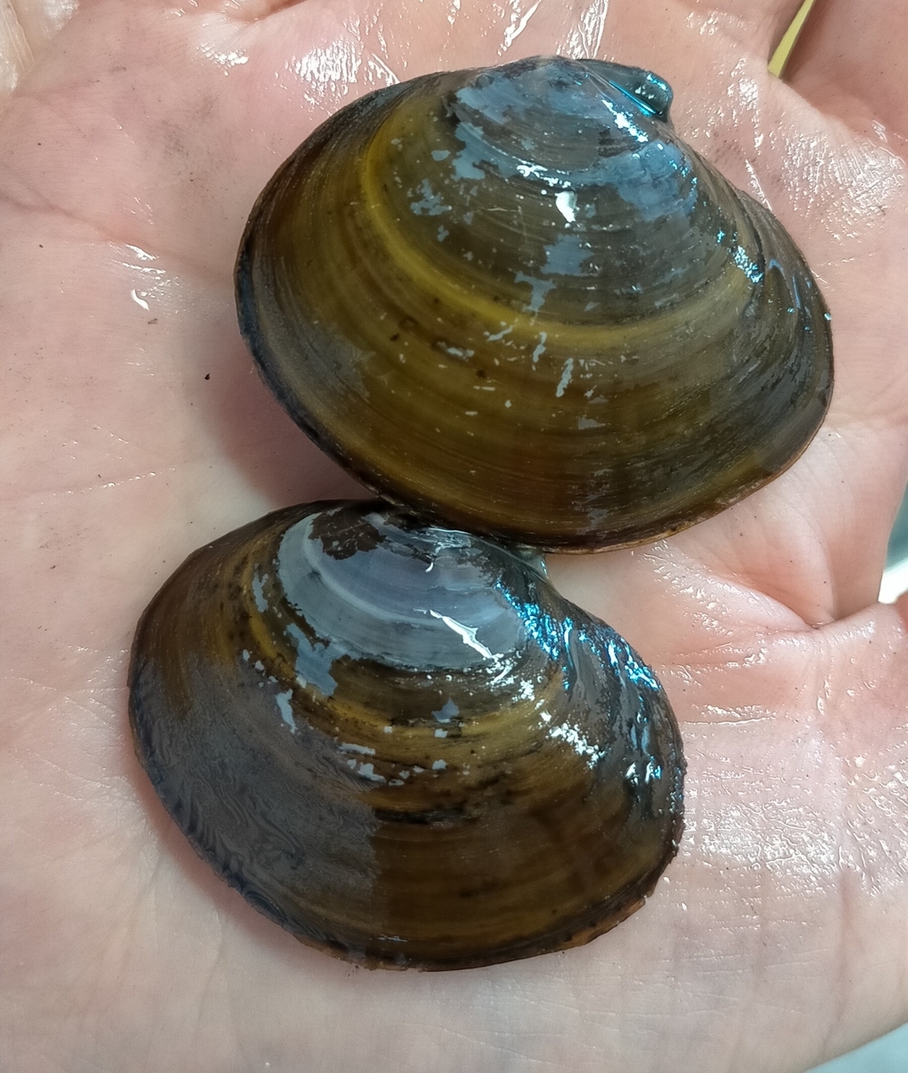 潮干狩りをやってみよう チミとぺ日記 潮干狩りをやってみよう チミとぺ日記