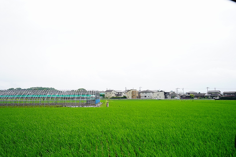 f:id:flyfromrjgg:20200728144857j:plain