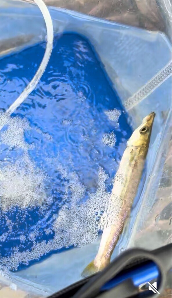 f:id:flygun:20250929012113j:image