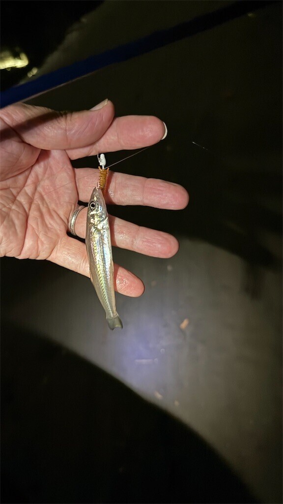 f:id:flygun:20250929013722j:image