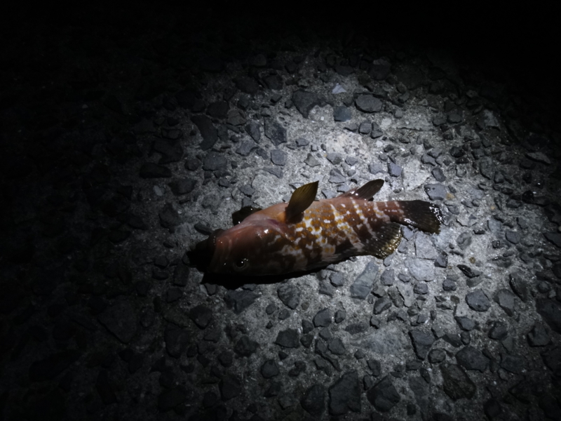 久しぶりに夜釣りに行ってきました たまに乗るバイク乗りの日常ブログ
