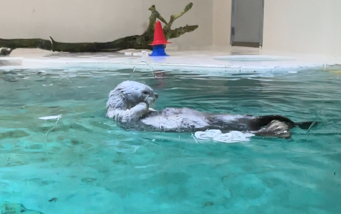 鳥羽水族館で筆者が撮影したラッコ