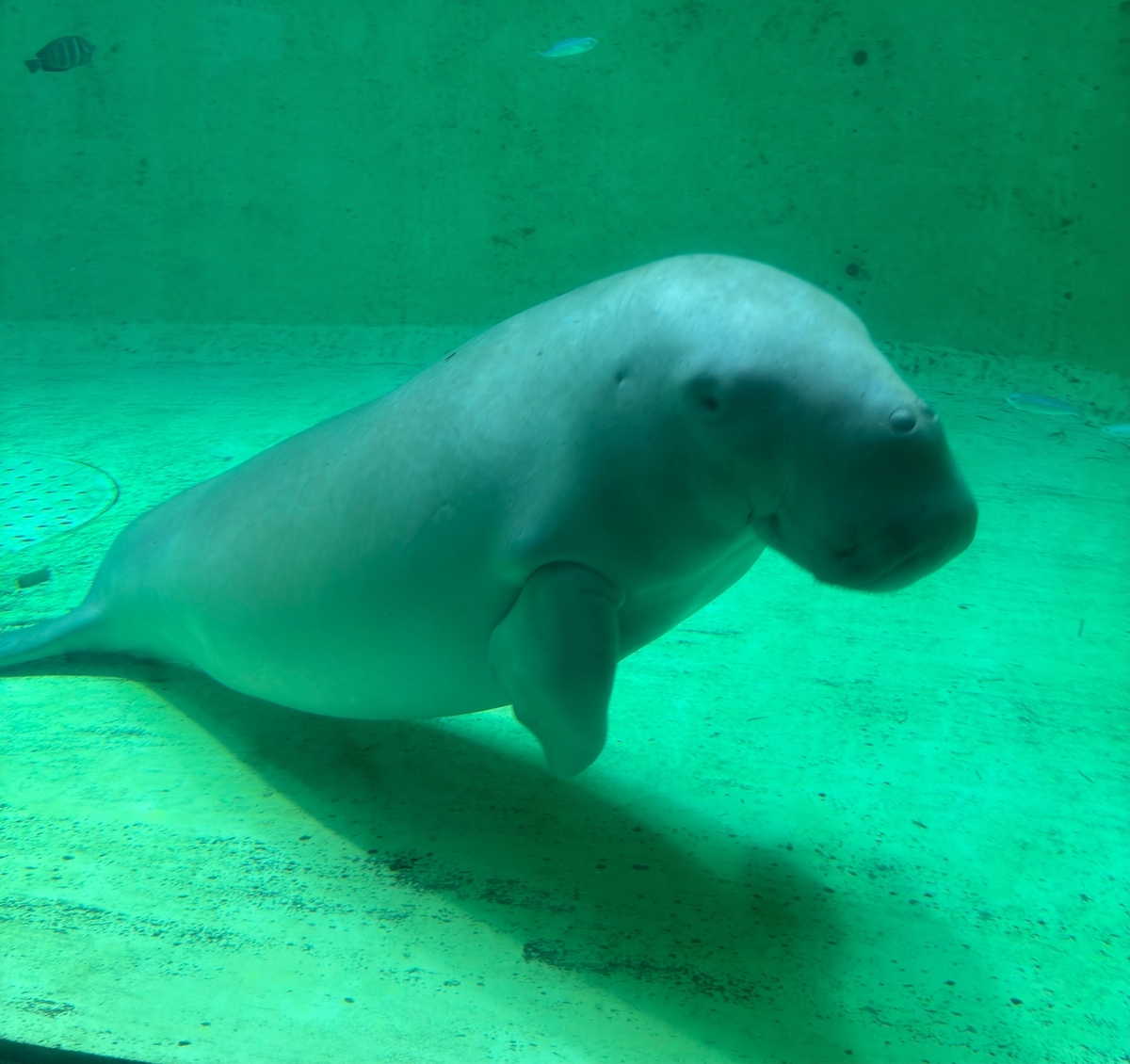 鳥羽水族館で筆者が撮影したジュゴン