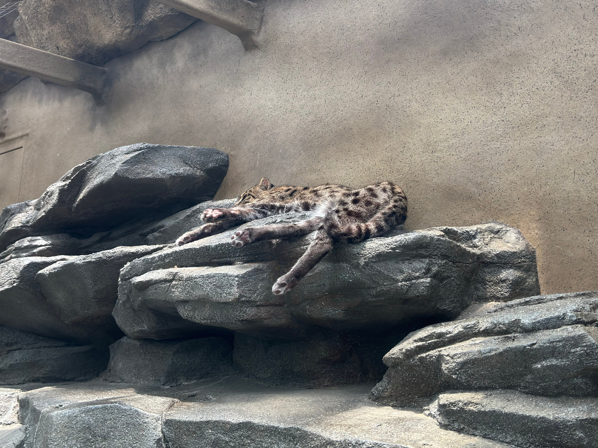 鳥羽水族館で筆者が撮影したスナドリネコ
