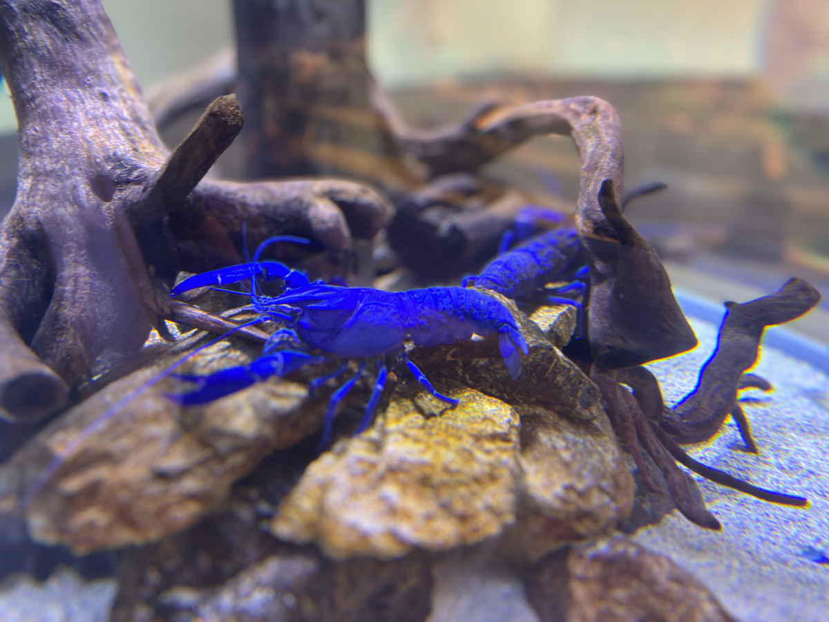 鳥羽水族館で筆者が撮影したマロンザリガニ