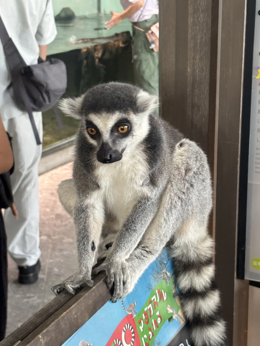 実際にいたワオキツネザルの画像