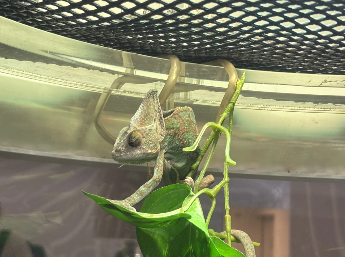 葉っぱに溶け込むカメレオン