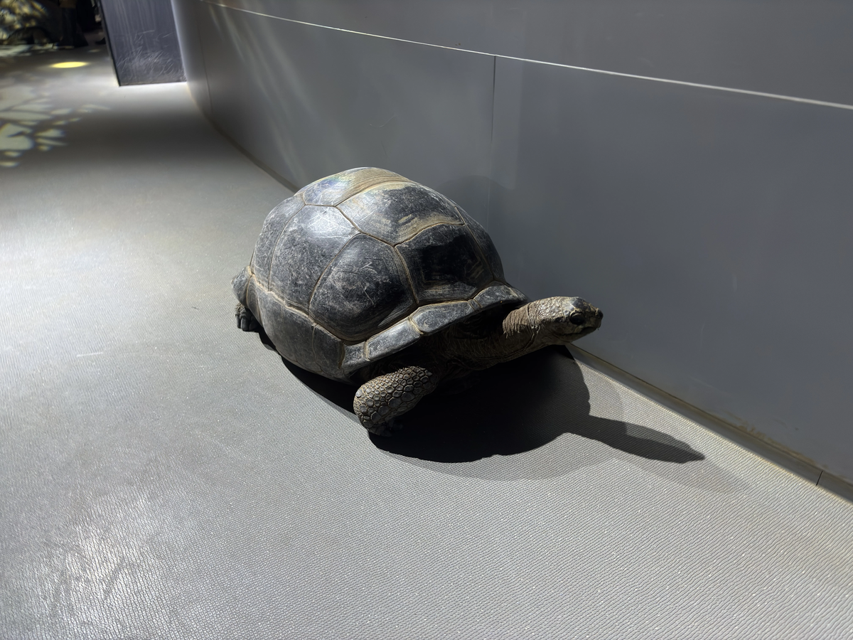 筆者が撮影したアルダブラゾウガメ
