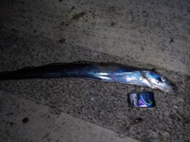 f:id:fme80:20170925201048j:plain