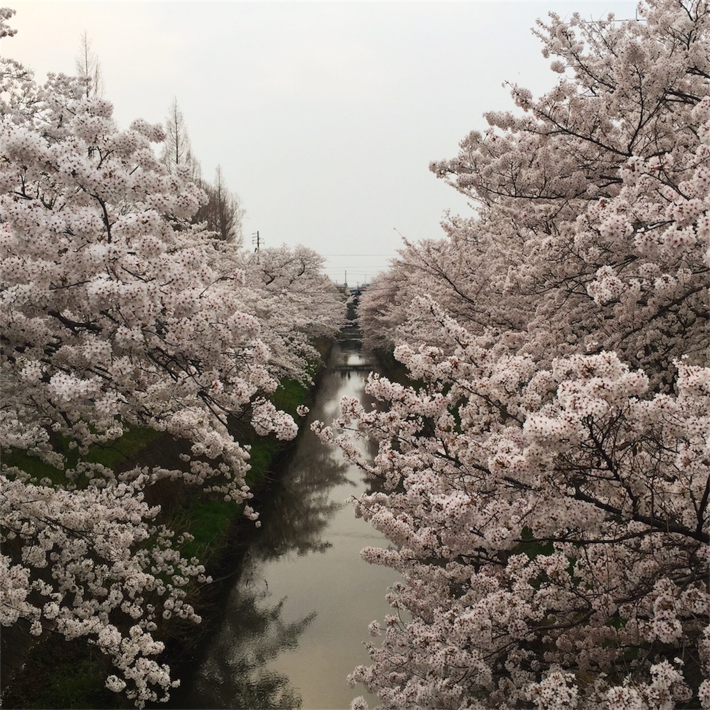 f:id:fniku:20180402002024j:image f:id:fniku:20180402002024j:image