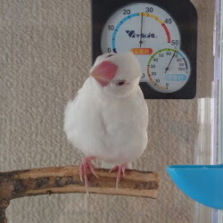白文鳥よっぴ