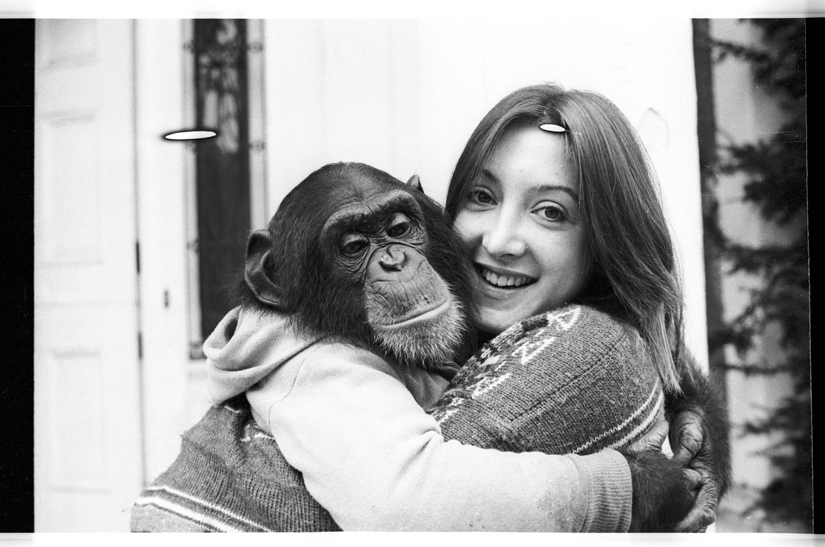 Nim Chimpsky and Laura-Ann Petitto. Photo credit: Herbert Terrace.