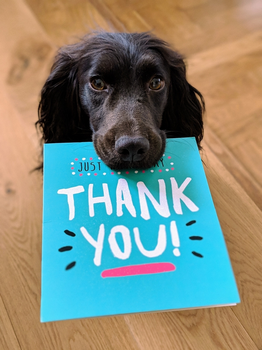 thanks dog