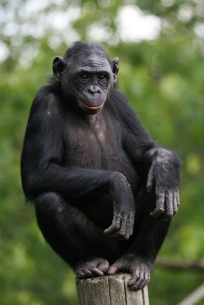 ボノボ Bonobo by H de Smet, on Flickr
