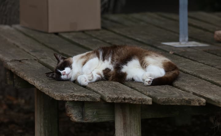 お勝手で昼寝する猫