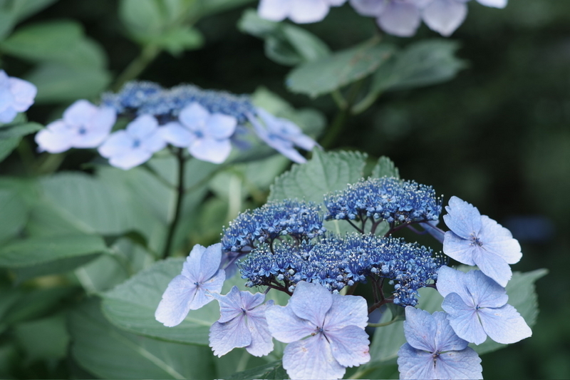 品質保証 PENTAXで撮る明月院の紫陽花 - 酔眼漂流記 ピンズ・ピンバッジ・缶バッジ