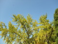 20091107135759