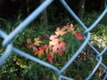 20091108133511