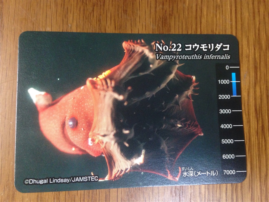 コウモリダコ
