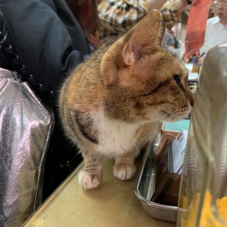 f:id:fookpaktsuen:20181125174204j:plain f:id:fookpaktsuen:20181125174204j:plain