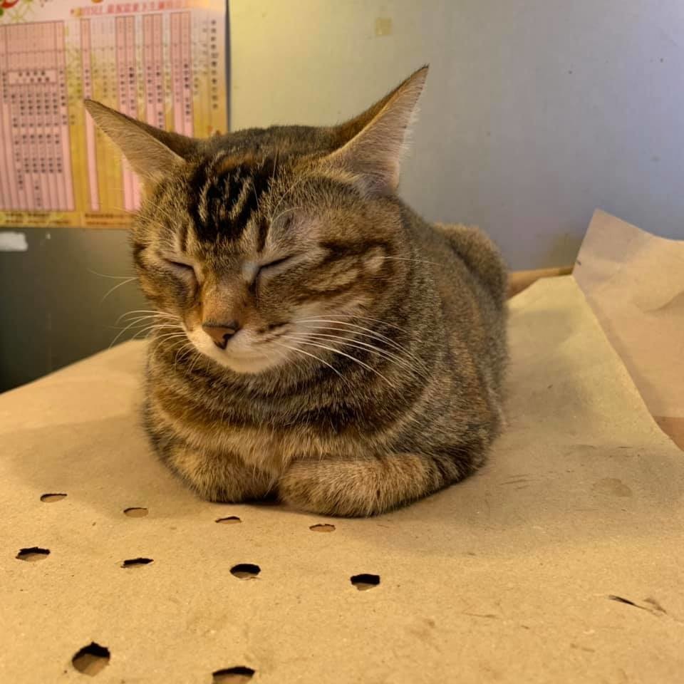 f:id:fookpaktsuen:20190214130454j:plain f:id:fookpaktsuen:20190214130454j:plain