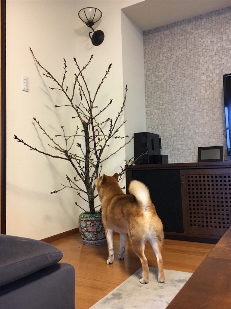 f:id:foolontheplanet:20180320194611j:image f:id:foolontheplanet:20180320194611j:image