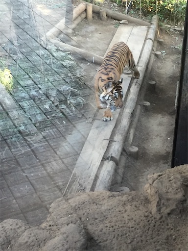 f:id:footmuji:20181001204810j:image 上野動物園のトラ