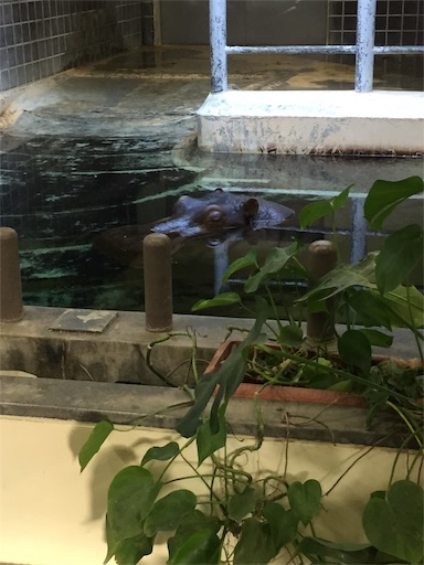 f:id:footmuji:20181001204912j:image 上野動物園のカバ