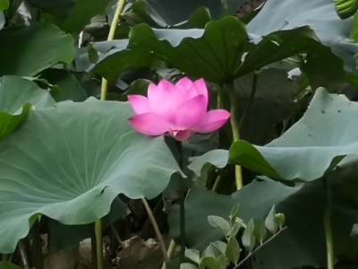 f:id:for-mom:20181010114432j:plain f:id:for-mom:20181010114432j:plain