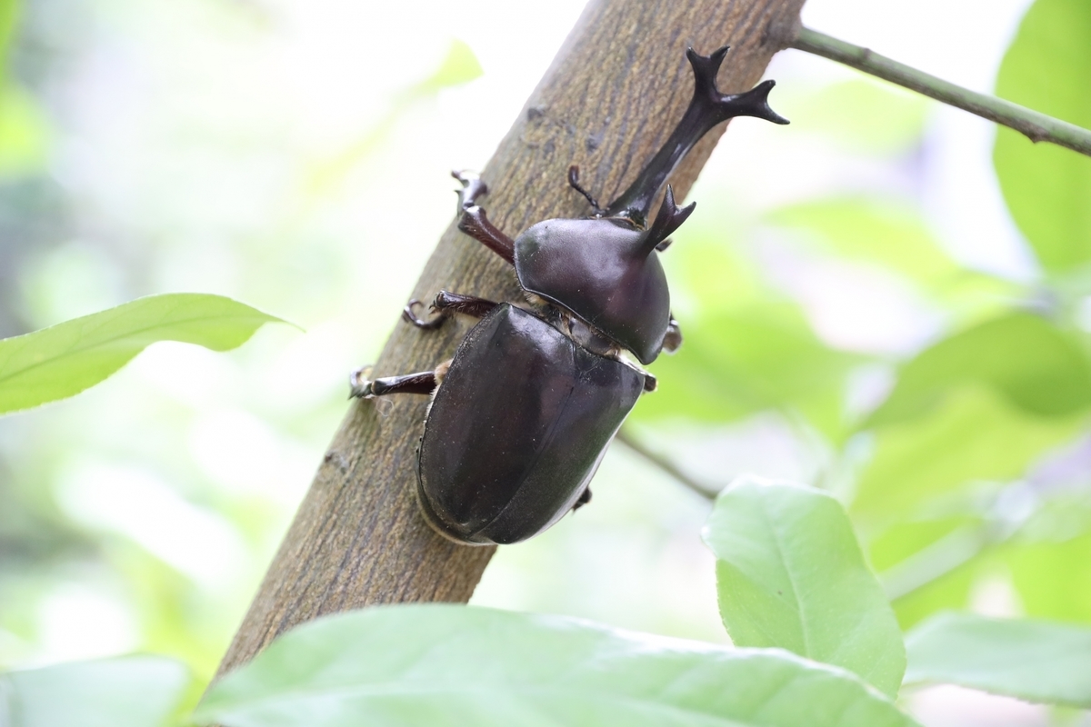 木についたカブトムシ