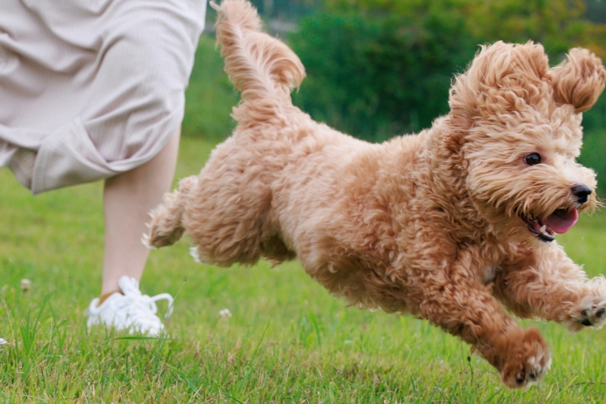 芝生を走る犬