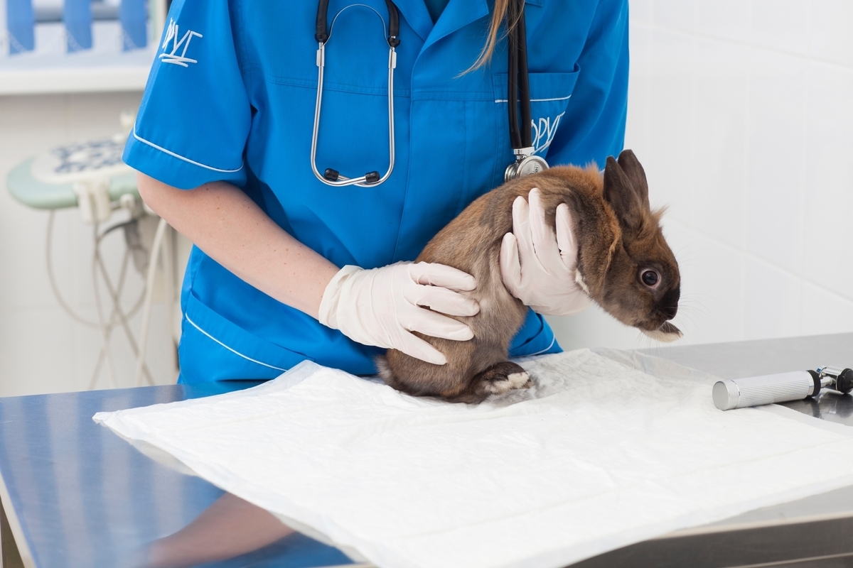 看護師とウサギ