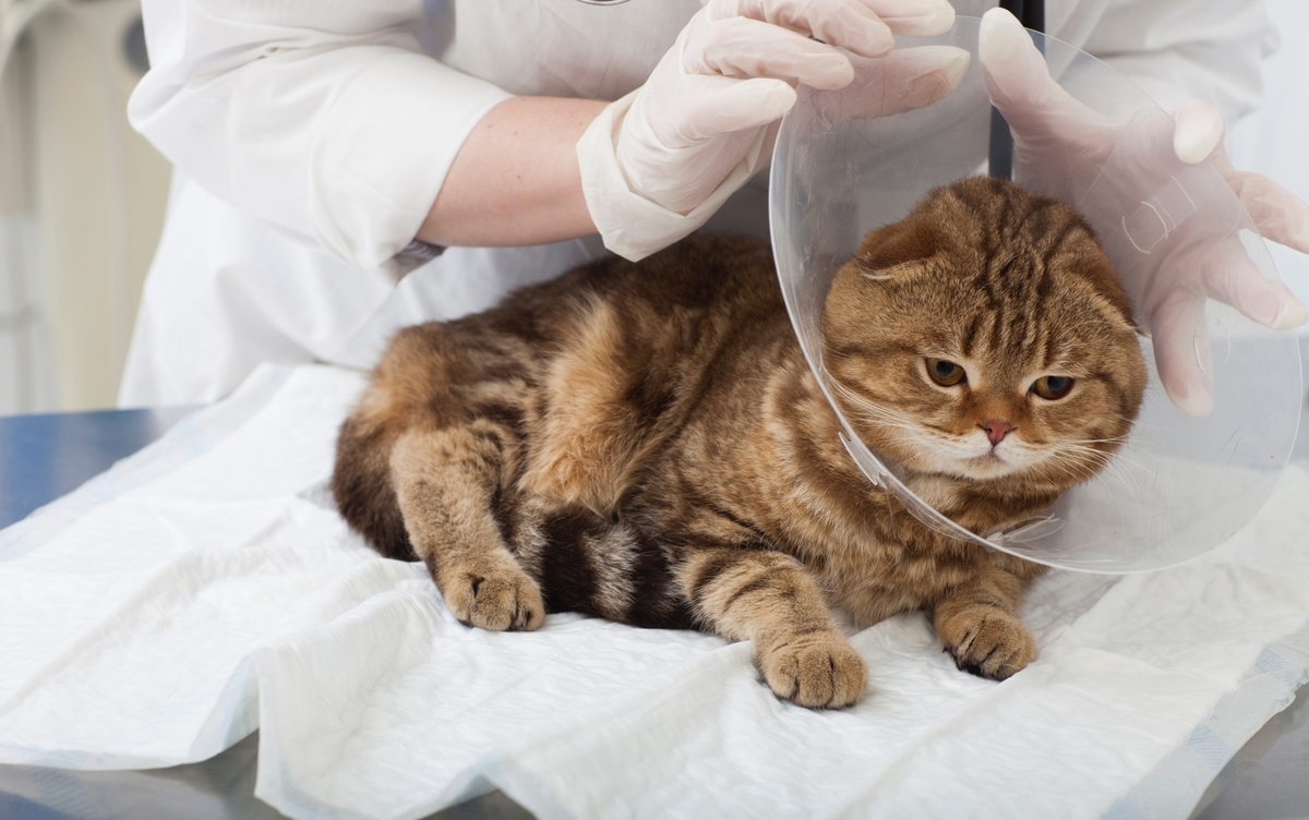 エリザベスカーラーをつけた猫